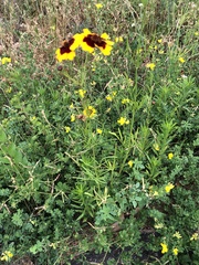 Coreopsis tinctoria