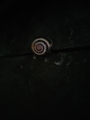 Cepaea nemoralis