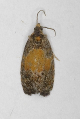 Olethreutes osmundana