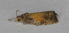 Olethreutes osmundana