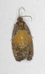 Olethreutes osmundana