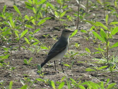Syrtidicola fluviatilis
