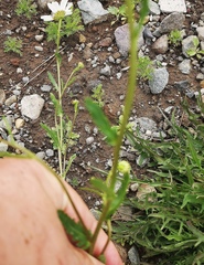 Leucanthemum vulgare