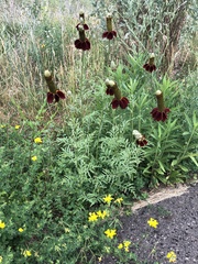 Ratibida columnifera