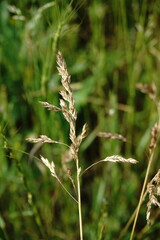 Poa trivialis sylvicola