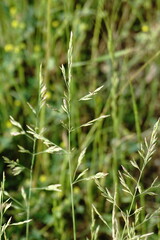 Poa trivialis sylvicola