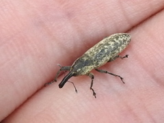 Lixus scrobicollis