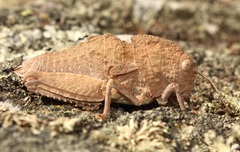 Ocnerodes prosternalis