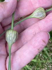 Allium oleraceum