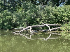 Chrysemys picta marginata