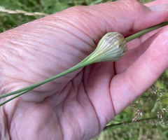 Allium oleraceum