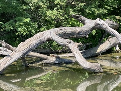 Chrysemys picta marginata