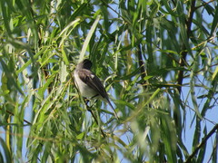 Serpophaga hypoleuca