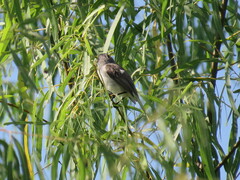 Serpophaga hypoleuca