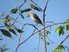 Syrtidicola fluviatilis
