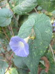 Ipomoea aristolochiifolia