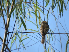 Syrtidicola fluviatilis