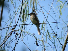 Syrtidicola fluviatilis