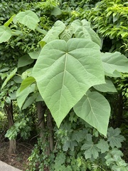 Paulownia