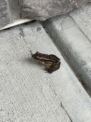 Lithobates palustris