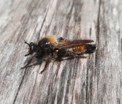 Laphria flava