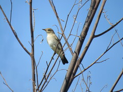 Syrtidicola fluviatilis