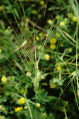 Aegilops neglecta