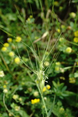 Aegilops neglecta