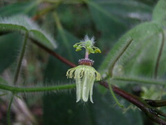 Passiflora nana