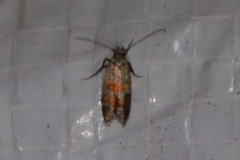 Battaristis vittella