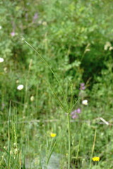Scabiosa praemontana