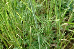 Scabiosa praemontana
