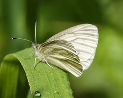Pieris marginalis