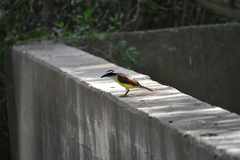 Pitangus sulphuratus