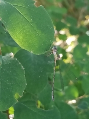 Chalcolestes viridis