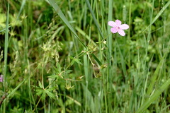 Geranium asphodeloides