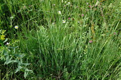 Phleum bertolonii