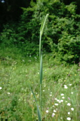 Phleum bertolonii