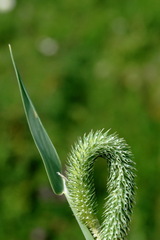 Phleum bertolonii