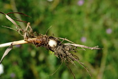 Phleum bertolonii