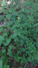 Geum × catlingii