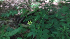 Geum × catlingii
