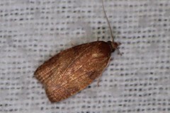 Cenopis reticulatana