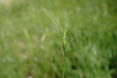 Aegilops neglecta