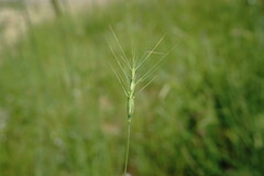 Aegilops neglecta