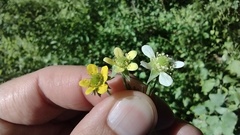 Geum × catlingii