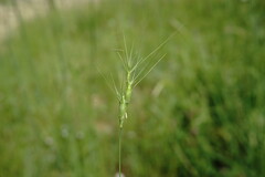 Aegilops neglecta