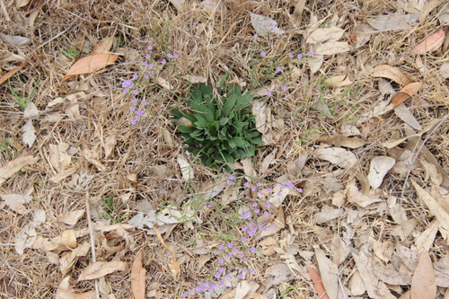 Image of Limonium ramosissimum by (c) Millie Basden, some rights reserved (CC BY)
