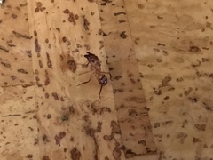 Camponotus variegatus