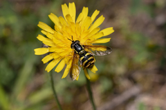 Chrysotoxum